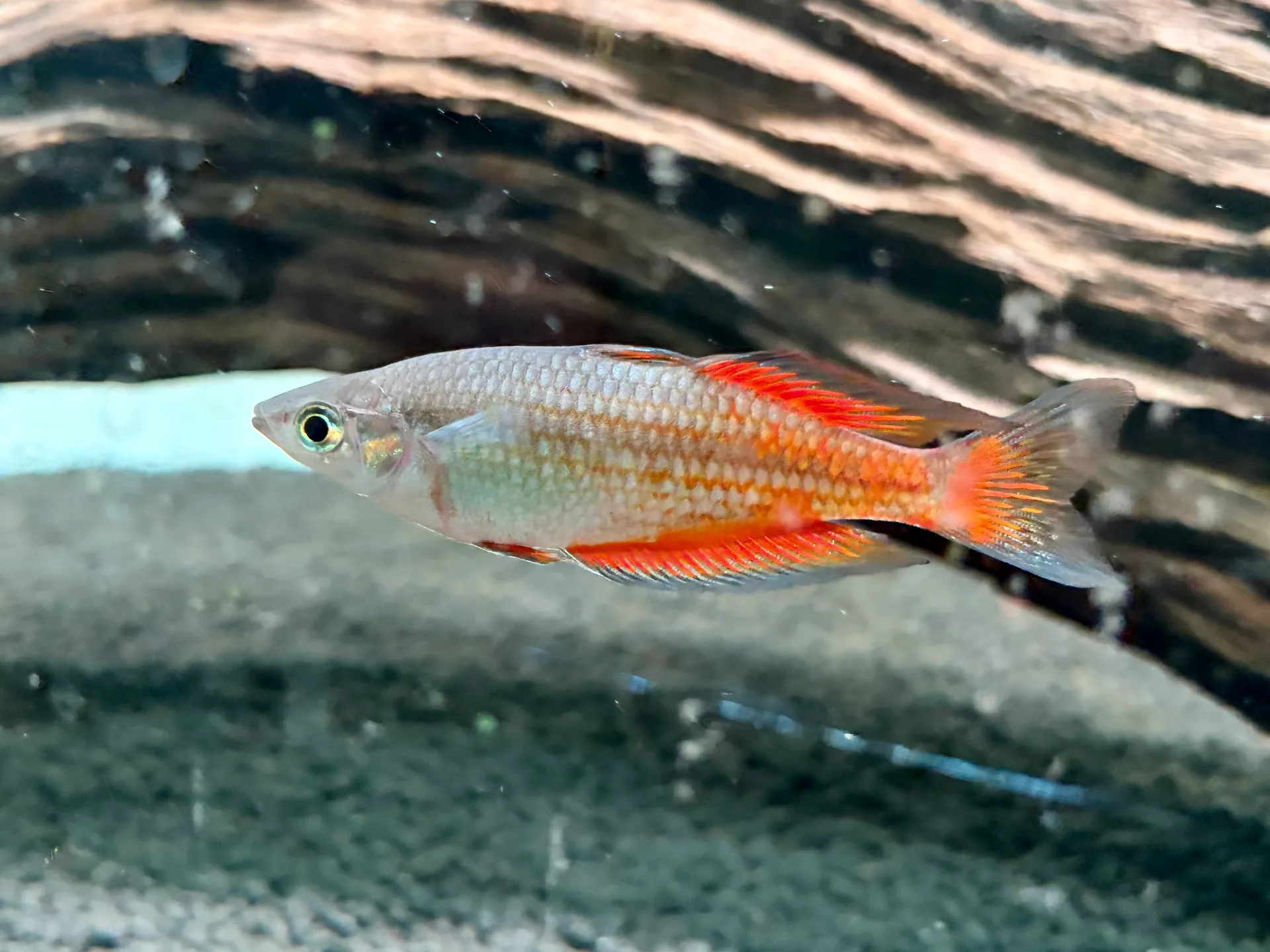 Male Parkinsoni Rainbow fish with vibrant orange fins and silver body swimming in a planted freshwater aquarium.