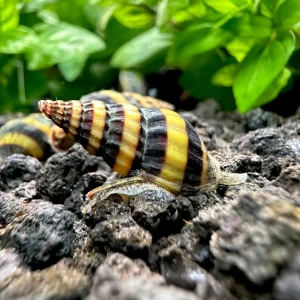 A close-up of an Assassin Snail with its distinctive yellow and brown spiral shell on aquarium substrate.