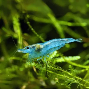 A vibrant Blue Jelly Shrimp resting on green aquatic moss in a freshwater aquarium, showcasing its translucent blue body.