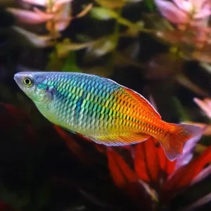A vibrant male Boesemani Rainbow fish showing its signature half-blue and half-orange body coloration in an aquarium