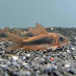 Close-up of a healthy Bronze Corydoras (Corydoras aeneus) with metallic bronze scales, swimming in an aquarium.