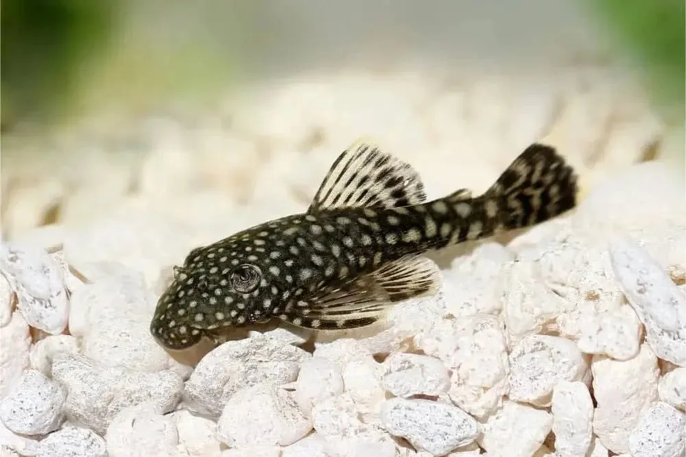 A healthy Common Ancistrus Bristlenose Pleco resting on a piece of driftwood in a freshwater aquarium.