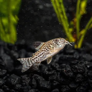 A small, peaceful Corydoras trilineatus catfish with spotted patterns swimming in a planted freshwater aquarium.