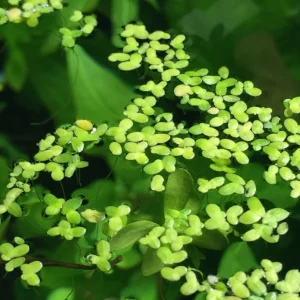 A cluster of vibrant green Duckweed floating on the surface of an aquarium, providing natural shade and cover.