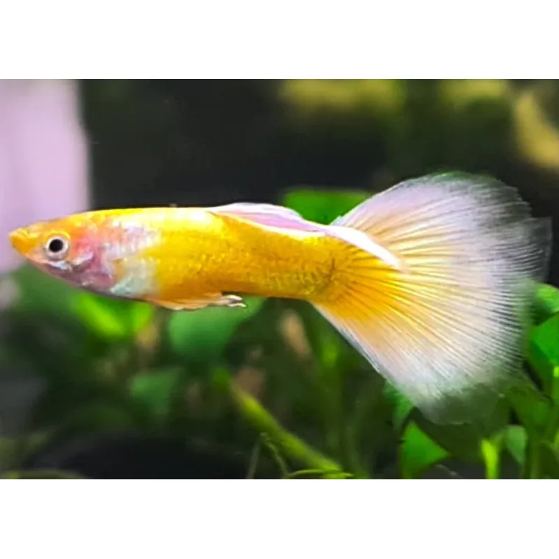 A vibrant Full Gold Guppy swimming in a clear aquarium, showcasing its metallic gold scales and flowing fins.