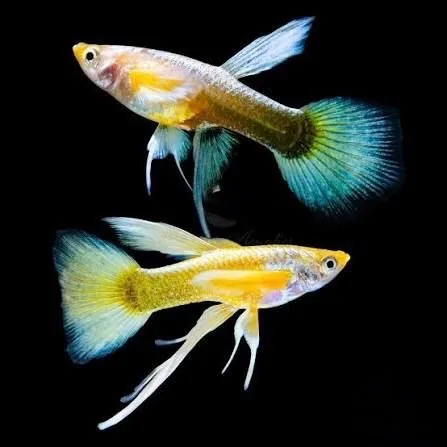 Full Gold Ribbon Shark Tail Guppy, vibrant yellow-gold body, flowing ribbon fins, and distinctive shark-like tail for aquariu