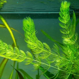 A vibrant bunch of green Hornwort aquatic plant floating in a freshwater aquarium, ideal for oxygenating water.