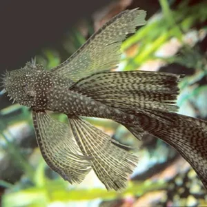 A Longfin Common Ancistrus with flowing fins and characteristic bristles on its face, resting on aquarium gravel.