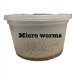 A close-up view of a live microworm culture in a container, used as high-protein food for aquarium fish fry.