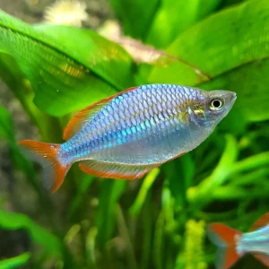 A vibrant Neon Dwarf Rainbow fish with iridescent blue scales and bright red fins swimming in a planted aquarium.