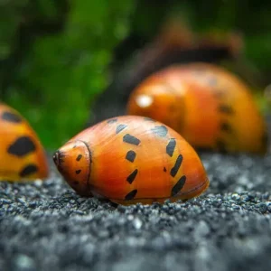 A collection of assorted Nerite Snails with various shell patterns on a green aquarium plant leaf.