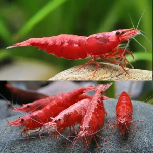 A vibrant Red Shrimp perched on a green aquatic plant in a freshwater aquarium, showcasing its bright red shell.