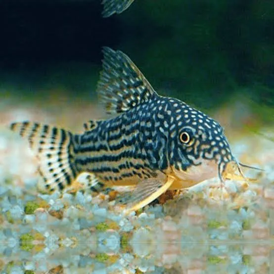 Sterbai Cory catfish with distinctive dark spots and orange pectoral fins on sandy aquarium substrate.