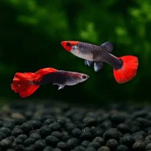 A vibrant Tuxedo Koi Guppy swimming, featuring a distinct black tuxedo pattern and orange koi-like coloration on its tail.
