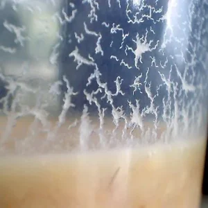 A container of Walter Worms, a small live fish food culture used for feeding fry and small aquarium fish species.