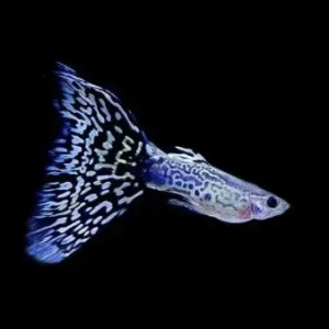 A vibrant White Mosaic Snake Skin Guppy fish with intricate patterned fins swimming in a clear aquarium.