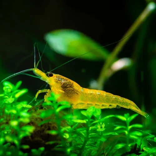 A vibrant Yellow Shrimp resting on a green aquatic plant inside a freshwater aquarium.