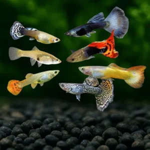 A vibrant, colorful male Assorted Guppy with a flowing tail swimming in a planted freshwater aquarium.