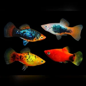 A group of vibrant Assorted Platys in various colors like red, orange, and gold swimming in a planted aquarium.